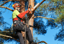 A Guide to Effective Tree Trimming Techniques for Healthy Growth