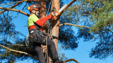 A Guide to Effective Tree Trimming Techniques for Healthy Growth